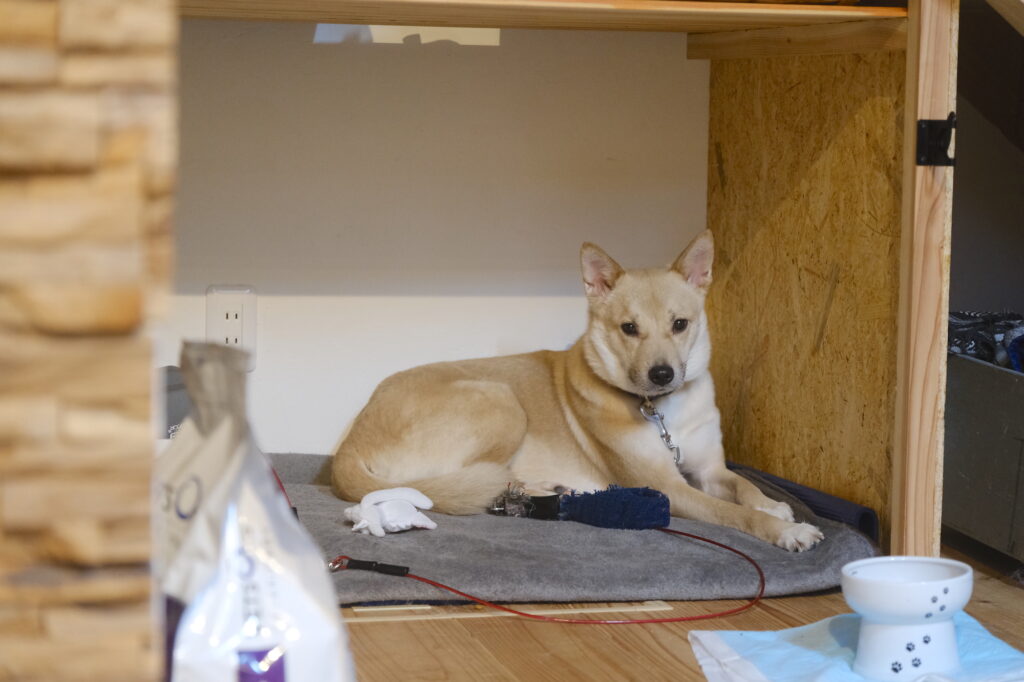 元野犬。保護犬。狭い空間が落ち着く