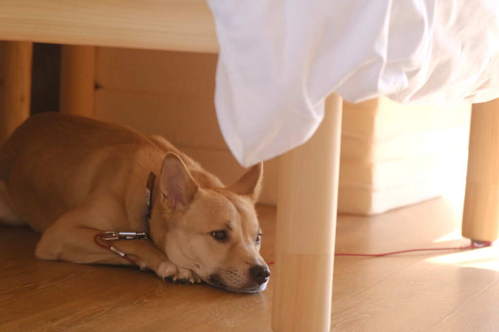 鳥取県愛犬と泊まれるホテルMoiそらやま