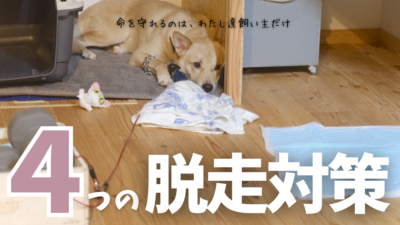 保護犬を脱走させないために実践している4つの対策を徹底解説