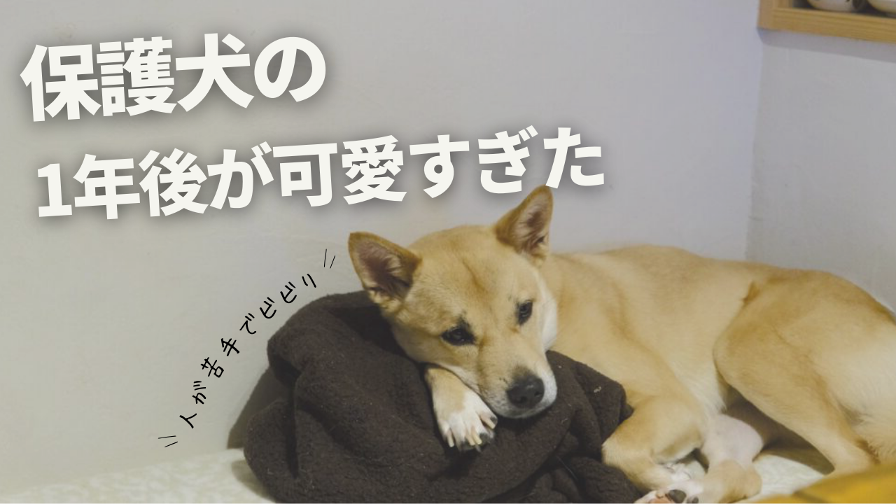 固まって動かない保護犬の1年後が可愛すぎた！人が苦手な子は変われるの？