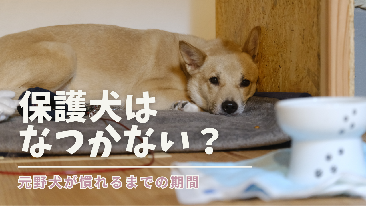 【体験談】保護犬はなつかない？元野犬が慣れるまでの期間と接し方