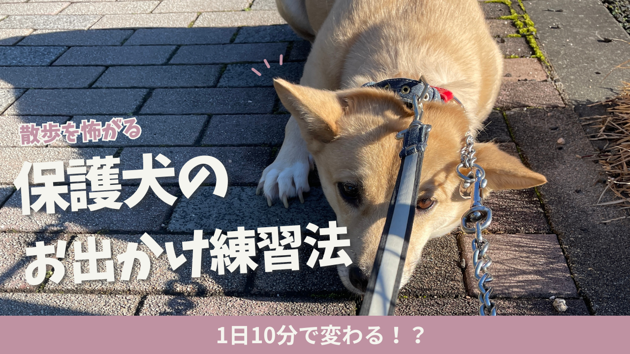 保護犬が散歩を怖がる理由とは？1日10分からはじめるお出かけ練習6ステップ